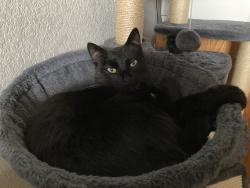 Lost Male Cat last seen Kincaid Drive & Wilson Ave, Loveland, CO 80538