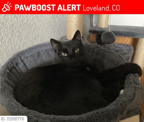 Lost Male Cat last seen Kincaid Drive & Wilson Ave, Loveland, CO 80538