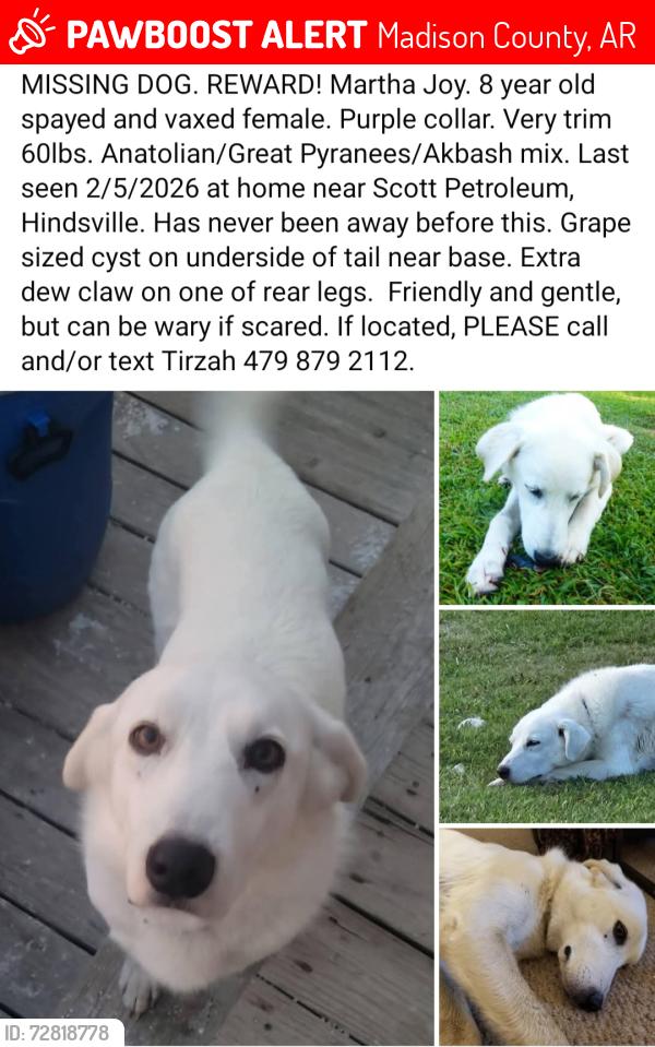 Lost Female Dog last seen Hwy 45 Near Scott Petroleum, Hindsville, Madison County, AR 72738