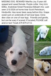 Lost Female Dog last seen Hwy 45 Near Scott Petroleum, Hindsville, Madison County, AR 72738