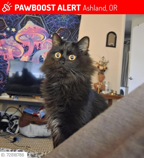 Lost Male Cat last seen Quincy street, Garfield park street, Ashland, OR 97520
