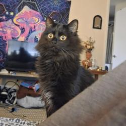 Lost Male Cat last seen Quincy street, Garfield park street, Ashland, OR 97520