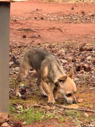Lost Female Dog last seen Cedar lane, Berea, SC 29617