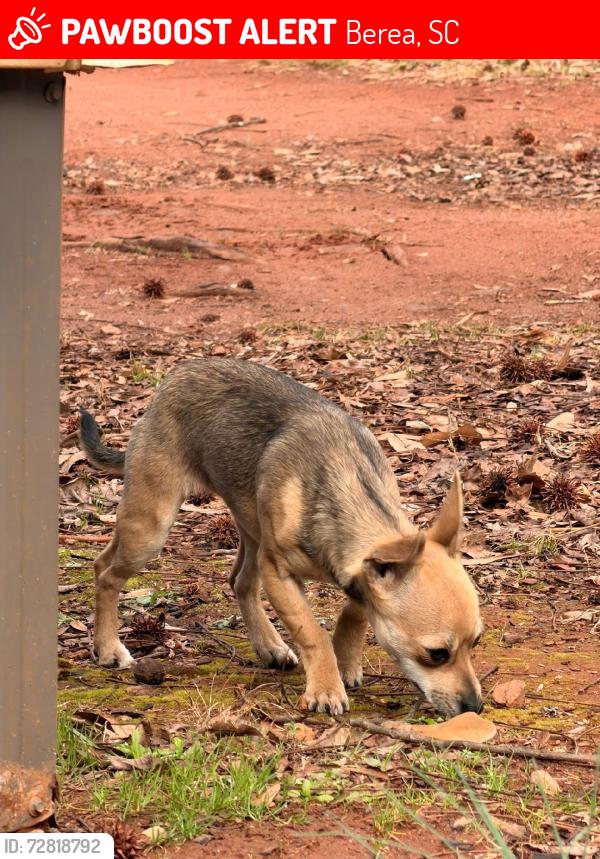 Lost Female Dog last seen Cedar lane, Berea, SC 29617