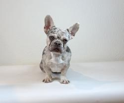 Lost Male Dog last seen Sanguinetti , Stockton, CA 95205