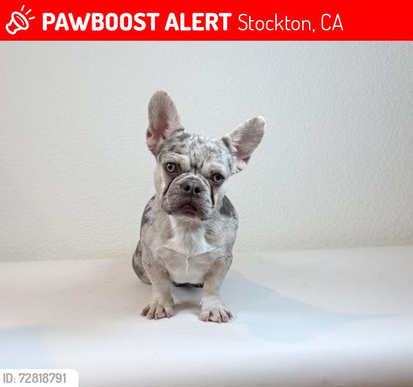 Lost Male Dog last seen Sanguinetti , Stockton, CA 95205