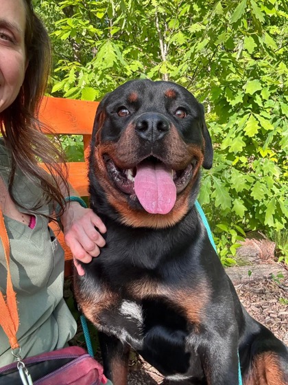 Shelter Stray Male Dog last seen Near Woodlea Ave., 21206, MD, Baltimore, MD 21230
