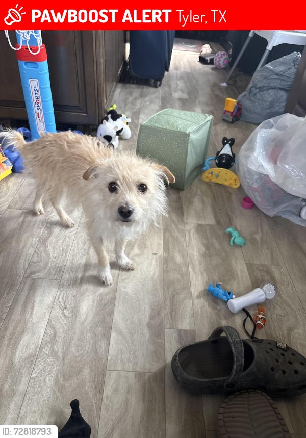 Lost Male Dog last seen County road 492, Tyler, TX 75706