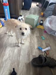 Lost Male Dog last seen County road 492, Tyler, TX 75706