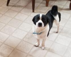 Lost Male Dog last seen Bath Indiana, Franklin County, IN 47012