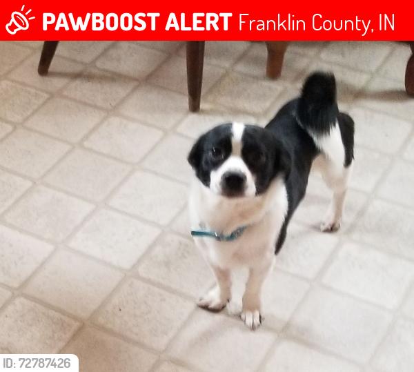 Lost Male Dog last seen Bath Indiana, Franklin County, IN 47012