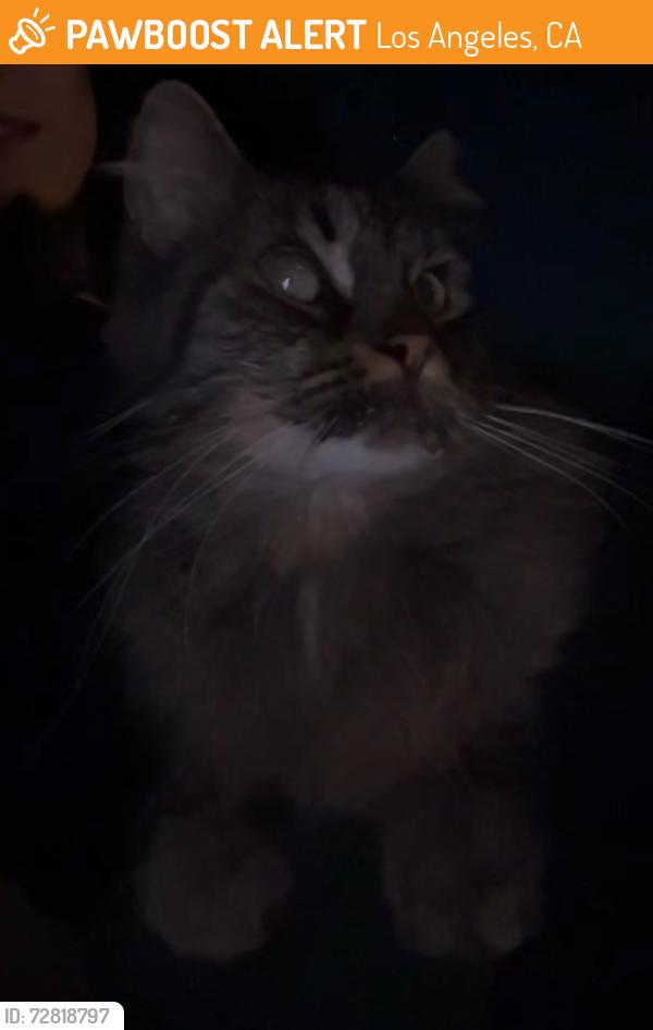 Found/Stray Unknown Cat last seen Neighborhood by Iliad Bookstore, Los Angeles, CA 91601
