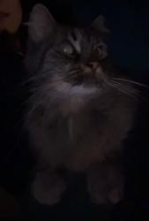 Found/Stray Unknown Cat last seen Neighborhood by Iliad Bookstore, Los Angeles, CA 91601