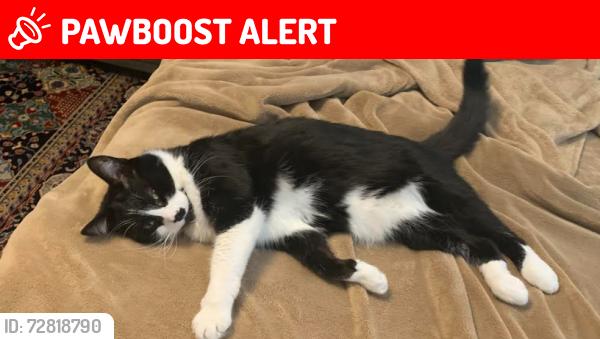 Lost Male Cat last seen 3054-3032 Sir Johns hmstd, Mississauga, ON L5L 2N4 seen near the fire station, Mississauga, ON L5L 2N4