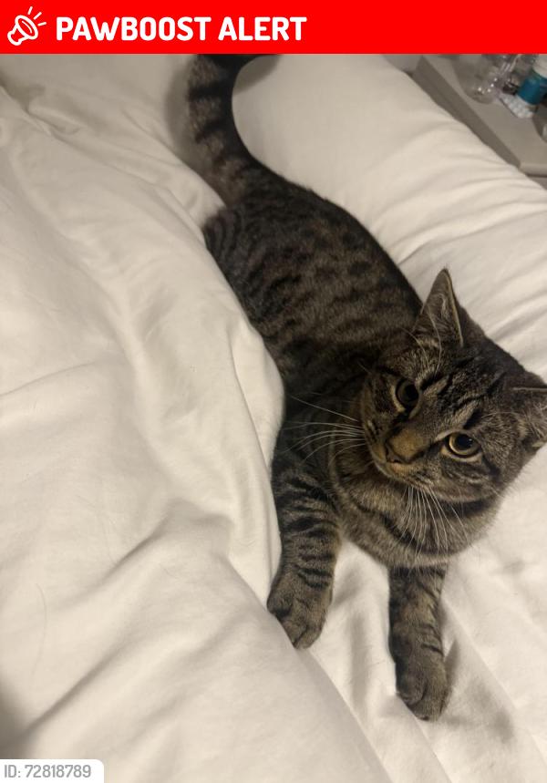 Lost Male Cat last seen Swinnow road, Swinnow, England LS13 1BW