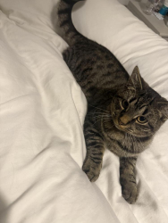 Lost Male Cat last seen Swinnow road, Swinnow, England LS13 1BW
