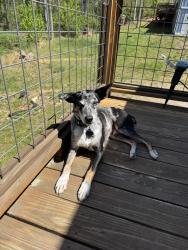 Lost Male Dog last seen Cascade Ridge Road and Charlotte hwy , Fairview, NC 28730