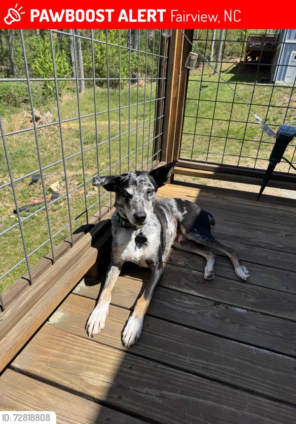 Lost Male Dog last seen Cascade Ridge Road and Charlotte hwy , Fairview, NC 28730