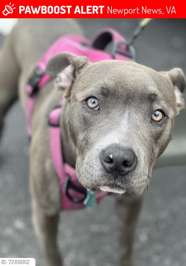 Lost Female Dog last seen Virginia living museum area, Newport News, VA 23601