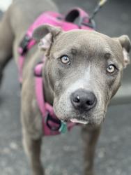 Lost Female Dog last seen Virginia living museum area, Newport News, VA 23601