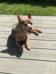 Lost Male Dog last seen Providence Place Apt, Harris County, TX 77449