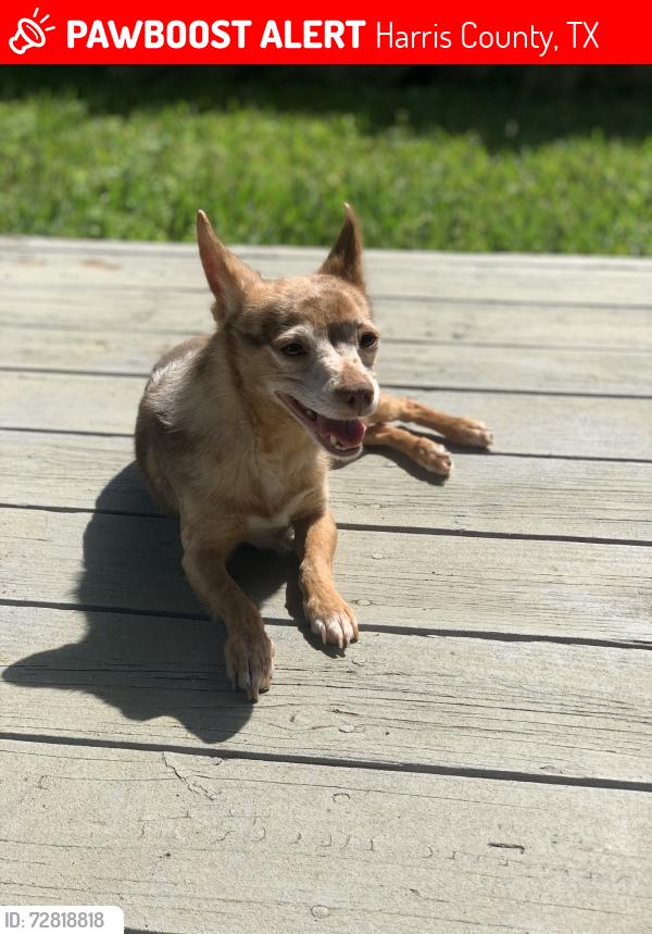 Lost Male Dog last seen Providence Place Apt, Harris County, TX 77449