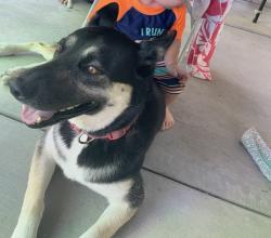 Lost Female Dog last seen San Antonio Ave and Olive, Pomona, CA 91766