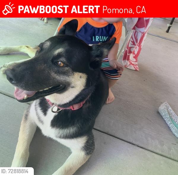 Lost Female Dog last seen San Antonio Ave and Olive, Pomona, CA 91766