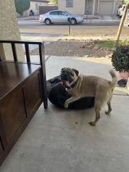 Found/Stray Male Dog last seen Randall blvd and milton, Tucson, AZ 85706