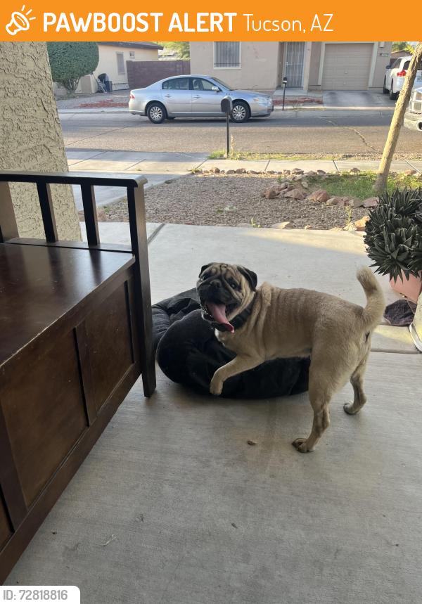 Found/Stray Male Dog last seen Randall blvd and milton, Tucson, AZ 85706