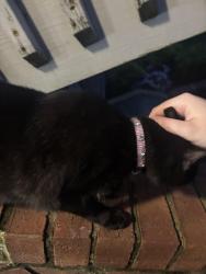 Found/Stray Female Cat last seen Evergreen drive , Florence, KY 41042
