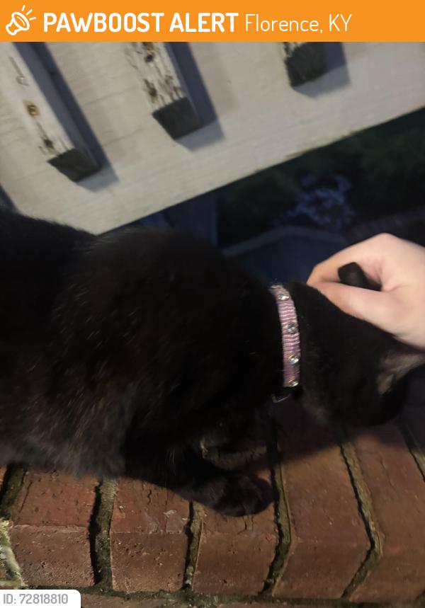 Found/Stray Female Cat last seen Evergreen drive , Florence, KY 41042