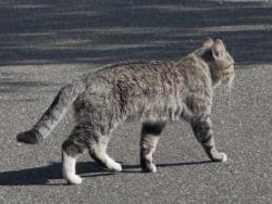 Found/Stray Male Cat last seen Northview Park, Cameron Park, CA 95682