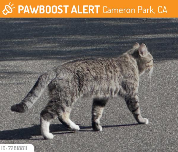 Found/Stray Male Cat last seen Northview Park, Cameron Park, CA 95682