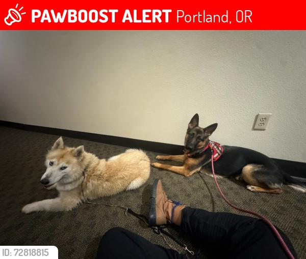 Lost Male Dog last seen Providence park, Portland, OR 97205