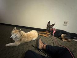 Lost Male Dog last seen Providence park, Portland, OR 97205
