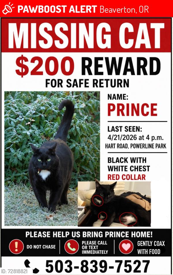 Lost Male Cat last seen Near and old oak st     Beaverton , Beaverton, OR 97007