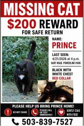 Lost Male Cat last seen Near and old oak st     Beaverton , Beaverton, OR 97007