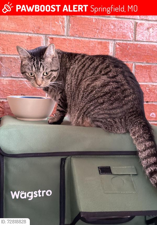 Lost Female Cat last seen Valley Water Mill, Springfield, MO 65803