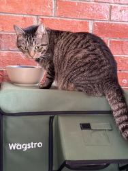 Lost Female Cat last seen Valley Water Mill, Springfield, MO 65803