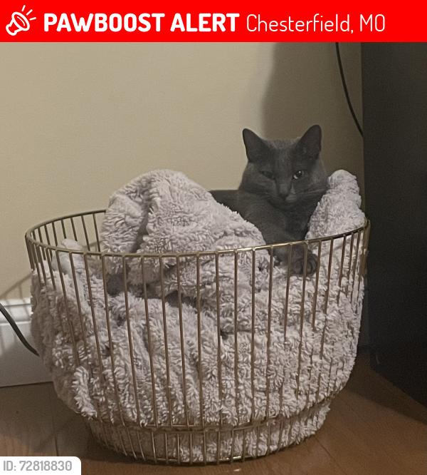 Lost Female Cat last seen Near Braumton Ct. , Chesterfield, MO 63017