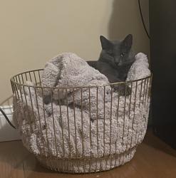 Lost Female Cat last seen Near Braumton Ct. , Chesterfield, MO 63017
