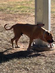 Found/Stray Male Dog last seen Near Bears clbh , Ainslie, ACT 2602