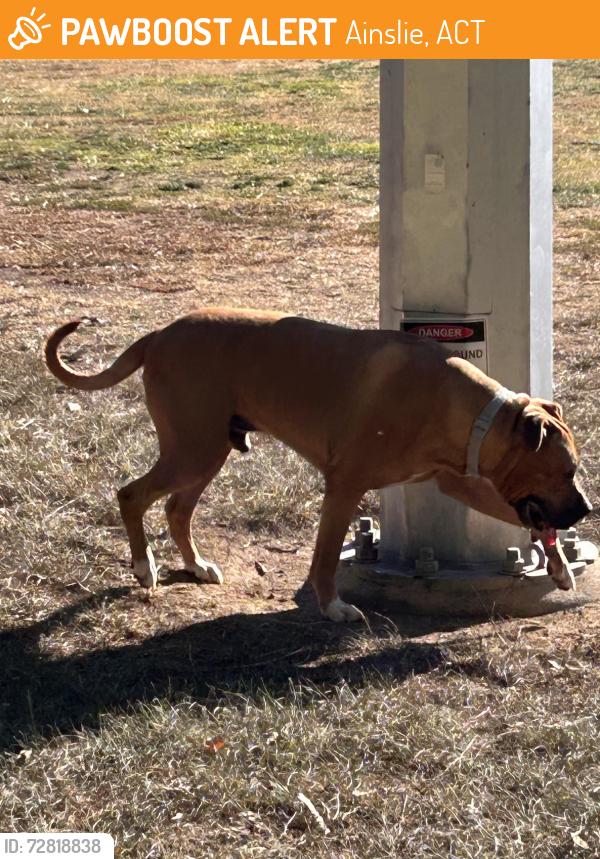 Found/Stray Male Dog last seen Near Bears clbh , Ainslie, ACT 2602