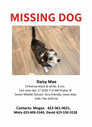 Lost Female Dog last seen Wateree/ Forest, Kingsport, TN 37660