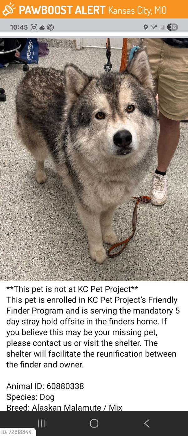 Found/Stray Male Dog last seen 30th and Topping Avenue , Kansas City, MO 64129