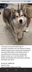 Found/Stray Male Dog last seen 30th and Topping Avenue , Kansas City, MO 64129