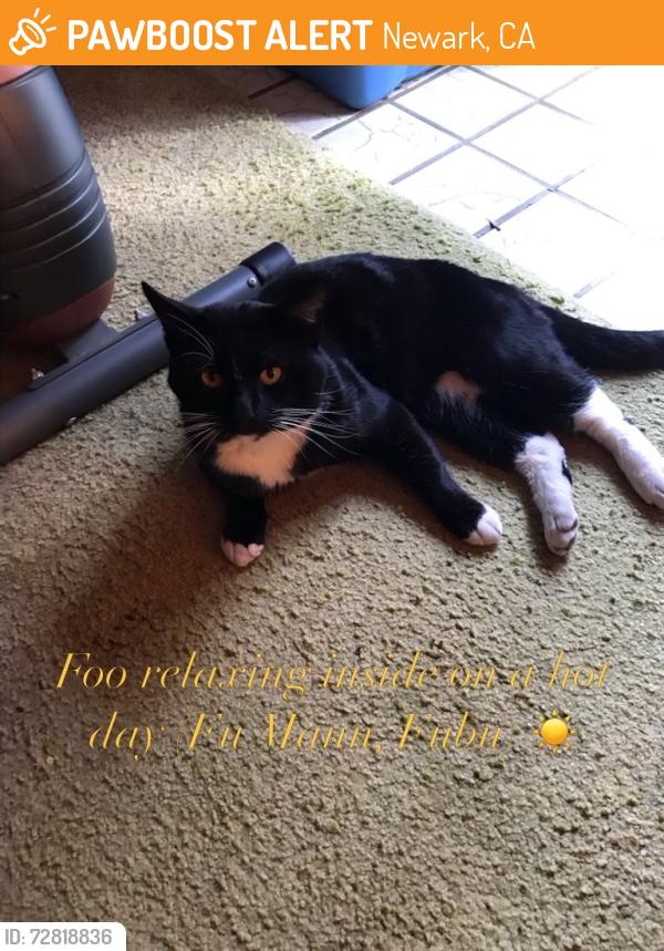 Found/Stray Male Cat last seen Birkdale/Bettencourt , Newark, CA 94560