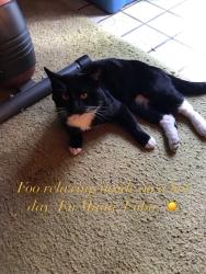 Found/Stray Male Cat last seen Birkdale/Bettencourt , Newark, CA 94560