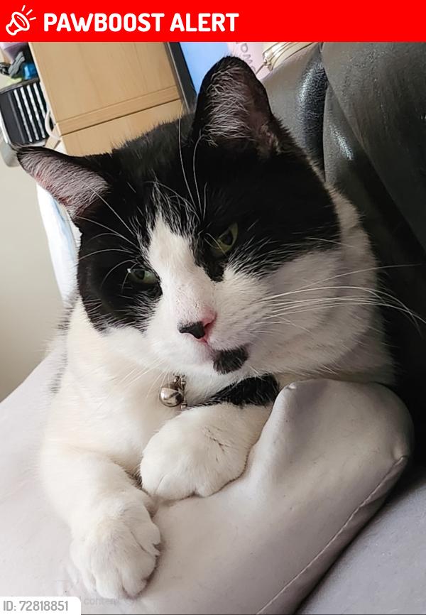 Lost Male Cat last seen Perry drive and Alex drive, North Brunswick Township, NJ 08902
